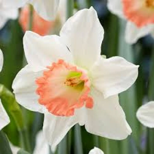 Narcissus Pink charm 